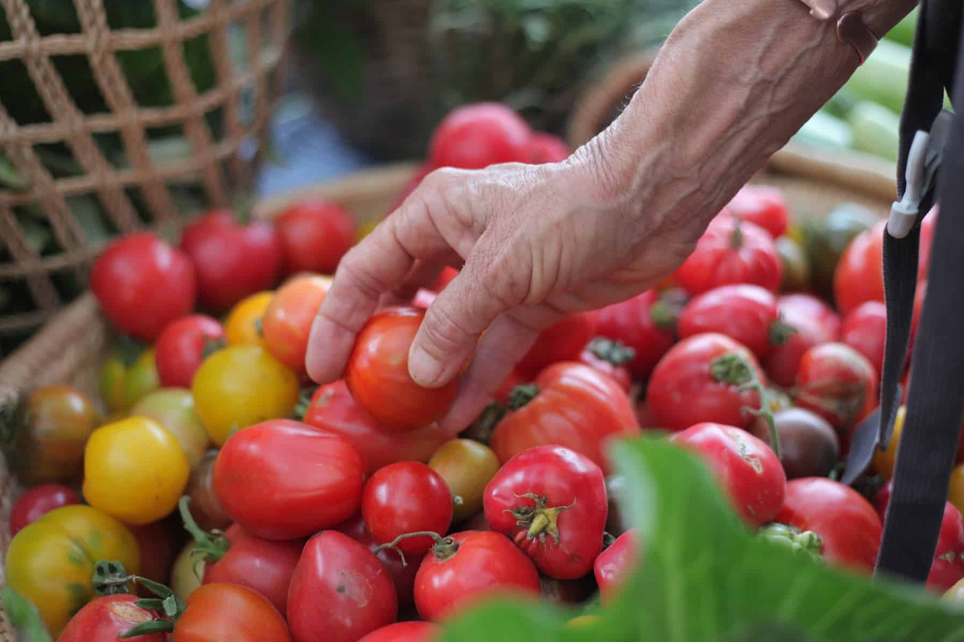 Marché Essaouira